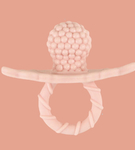 Silikonowy gryzak soczysta malina różowy RazBaby