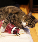 ION8  Bidon dziecięcy 350 ml Cats