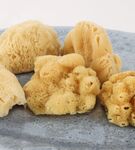 Gąbka morska naturalna Fine silk L Lemonii